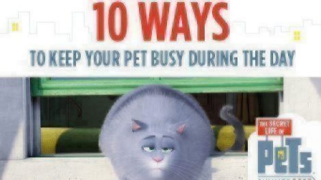 Keep-Pets-Busy-10-Ways