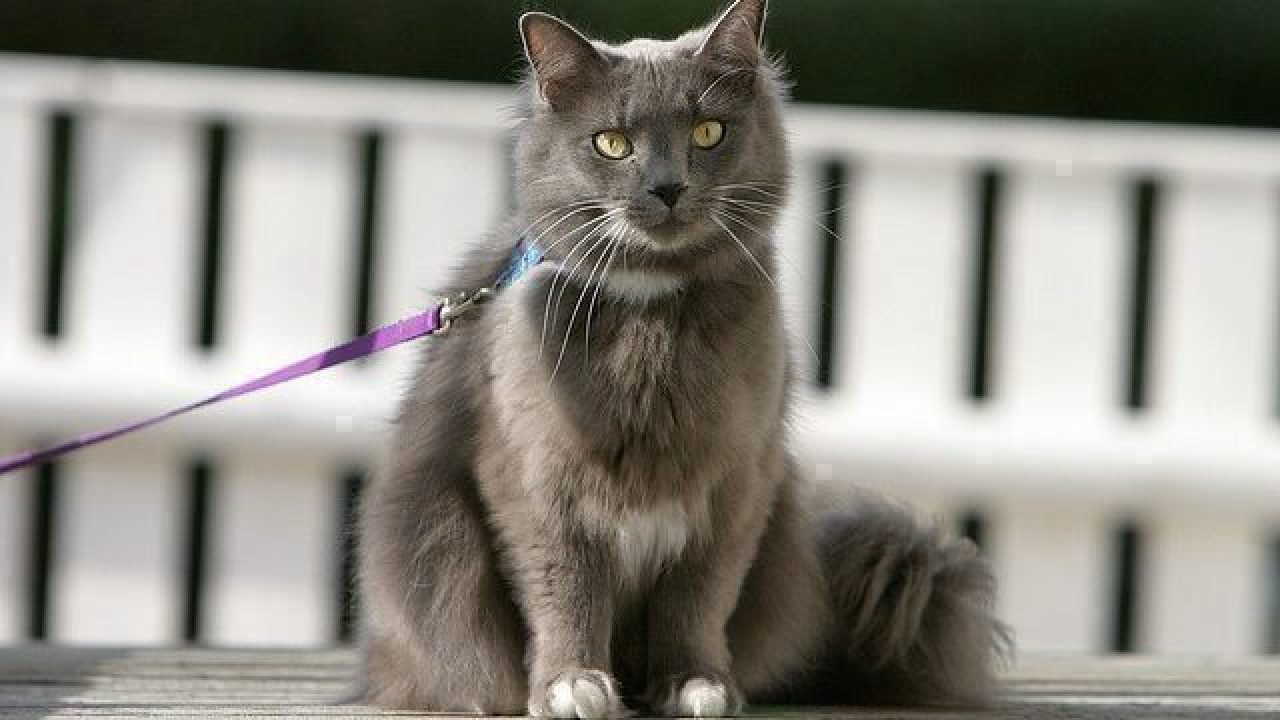 gray fluffy cat outside on a leash