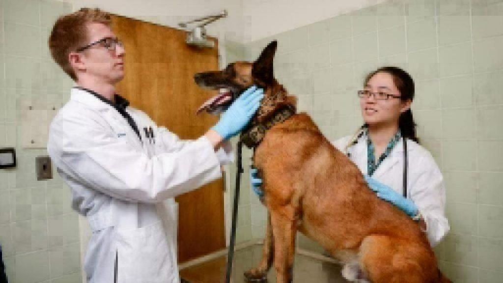 German Shepherd dog examined at the vet