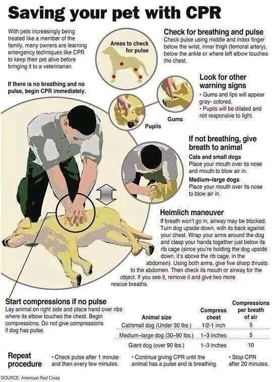 Pet CPR infographic