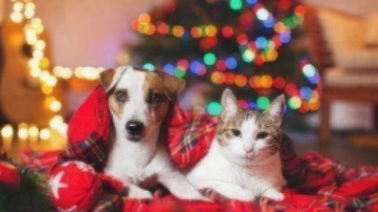 celebrate holidays with pets