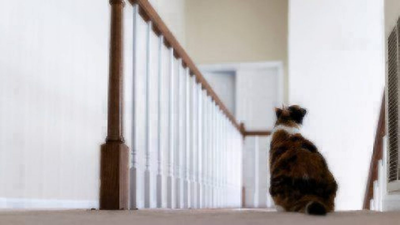 cat by stairs