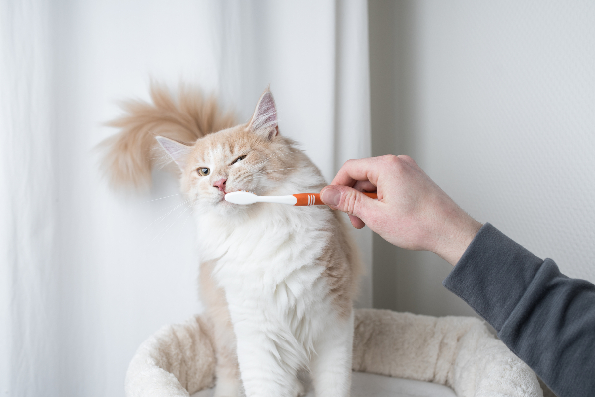 How to Brush Your Cat's Teeth | Healthy Paws Pet Insurance