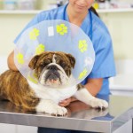 tips for pets after surgery