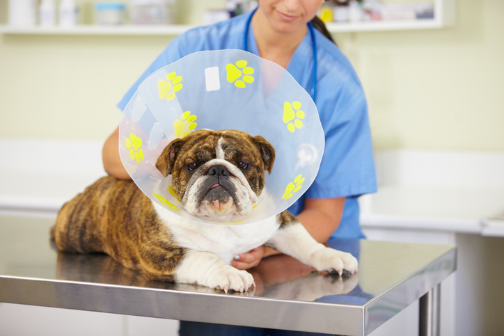 tips for pets after surgery