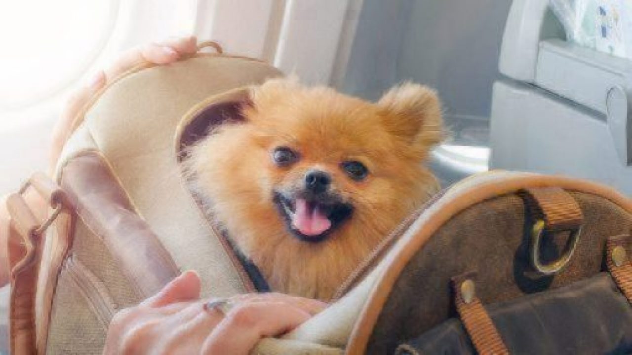 small dog pomaranian spitz in a travel bag on board of plane, selective focus