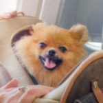 small dog pomaranian spitz in a travel bag on board of plane, selective focus