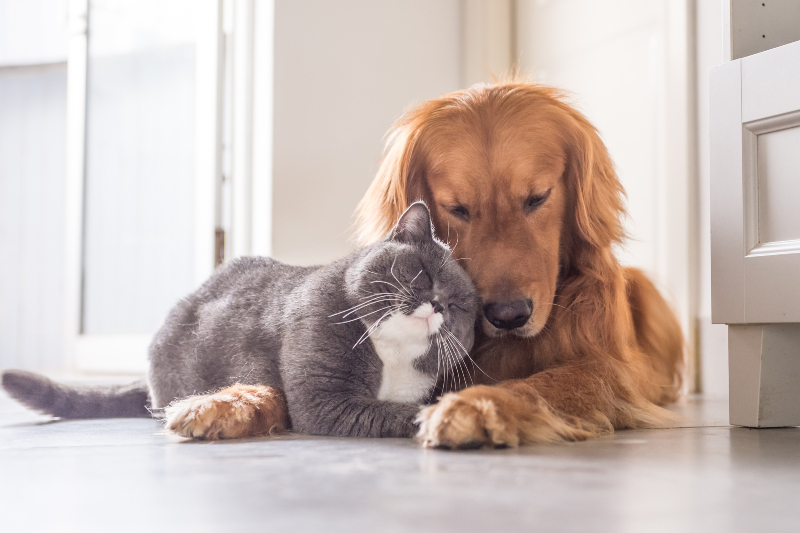 gray cat and golden retriever dog cuddling