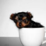 Tiny dog in a teacup