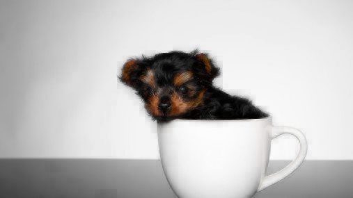 Puppy Yorkshire Terrier sitting in tea cup