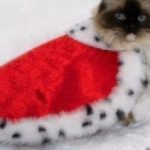 Cat with Christmas coat