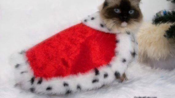 Cat with Christmas coat