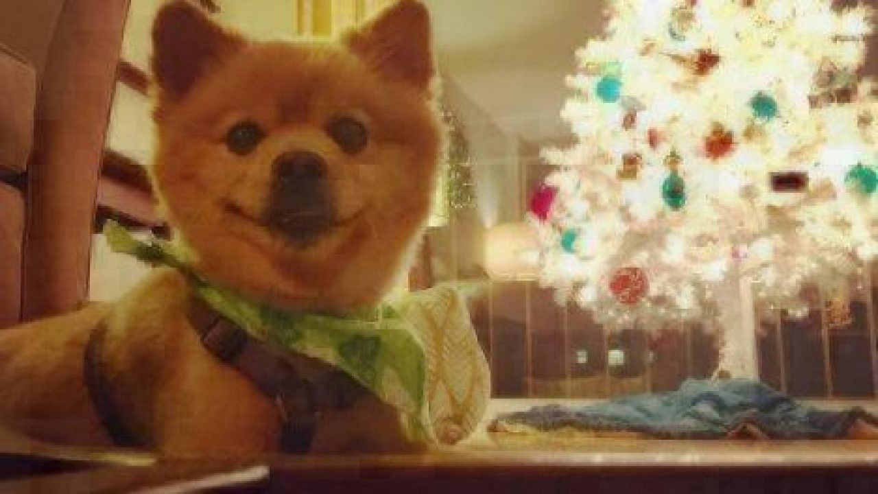 pomeranian dog by Christmas tree