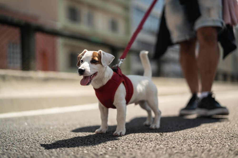 dog walking in the street