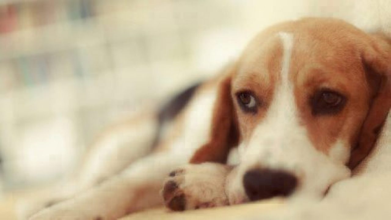 beagle dog sad