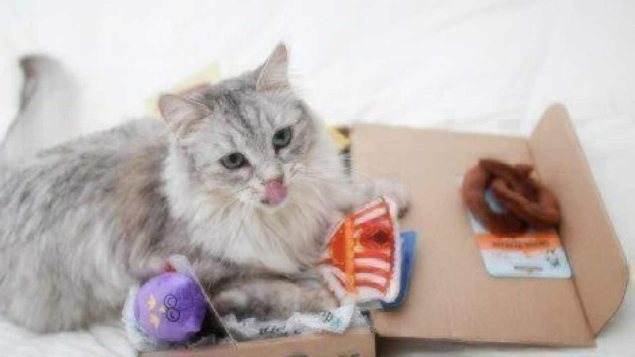 kitty cat box