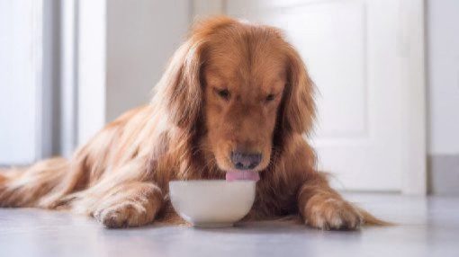 Golden retriever dog eating food