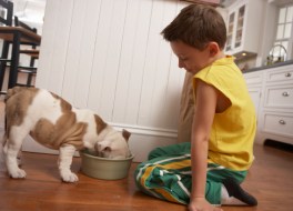 dog eating from bowl with young boy