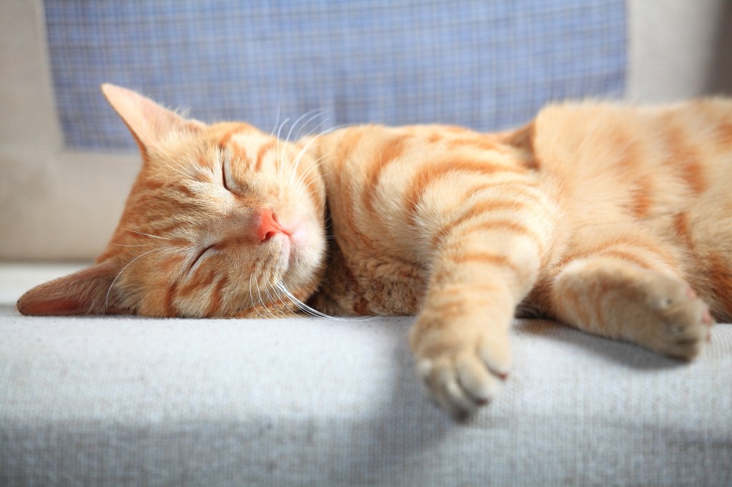 orange cat sleeping on couch