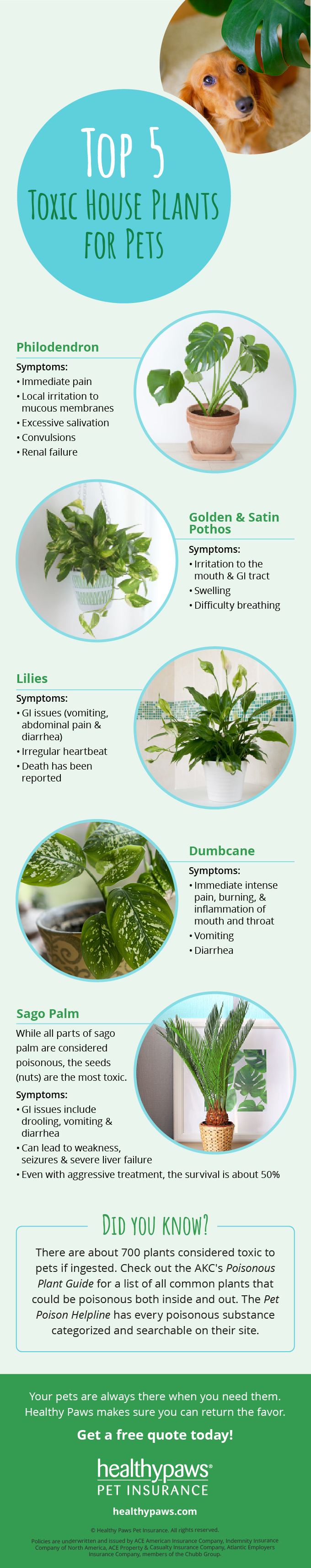 5 toxic house plants infographic