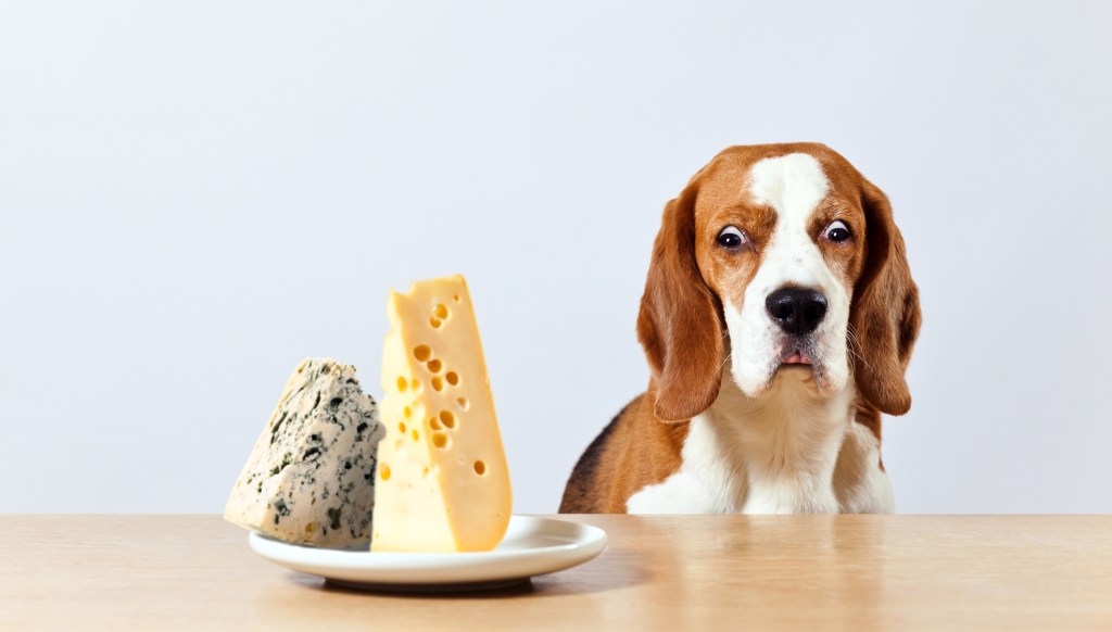 dog with plate of cheese