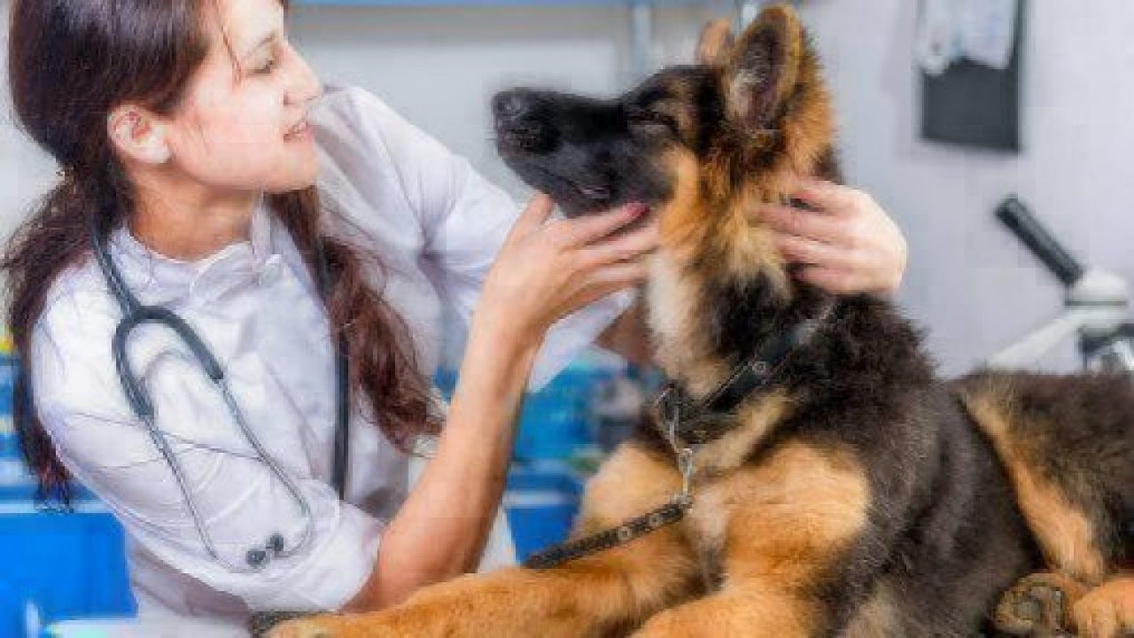 Dog At Animal Clinic