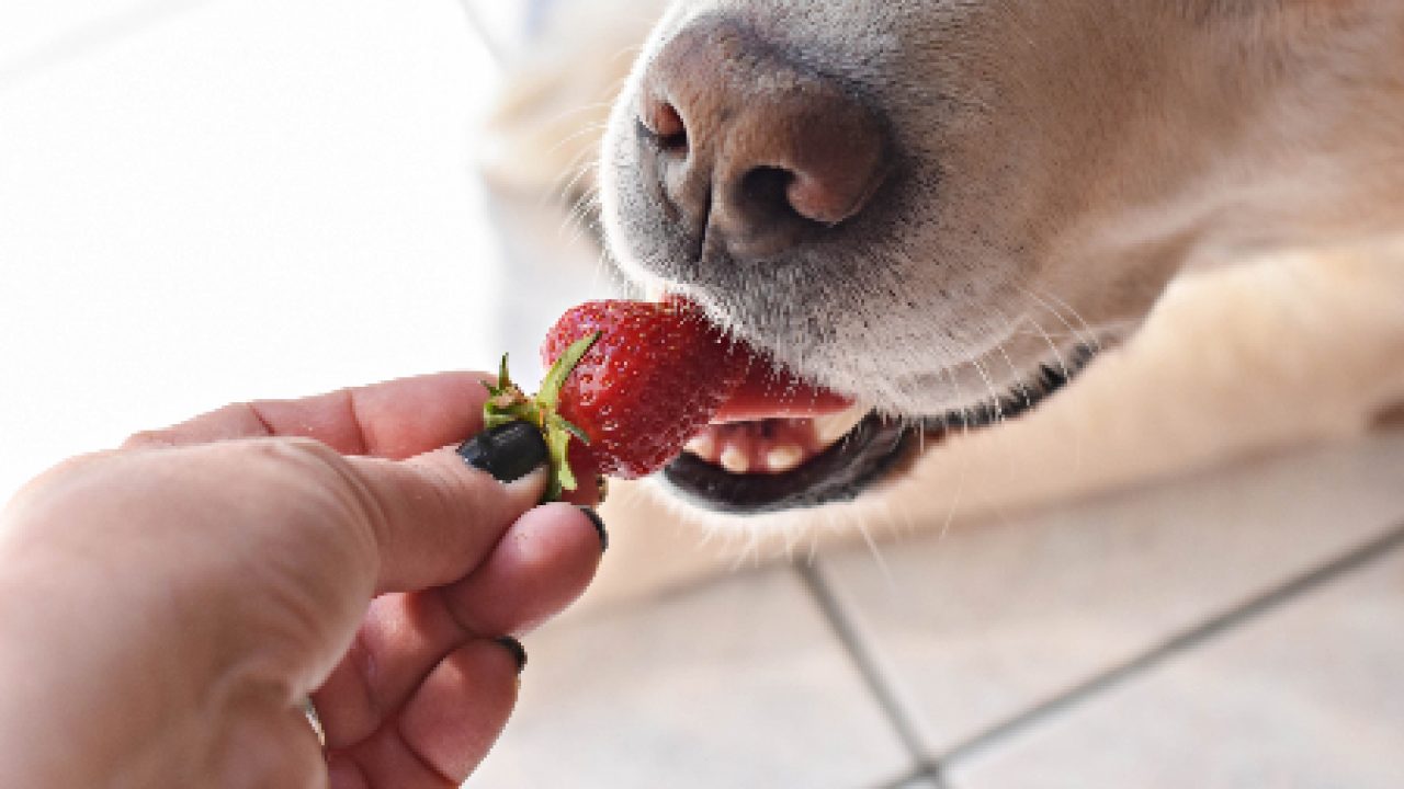 Can Dogs Eat Strawberries Blueberries Or Other Berries Healthy Paws