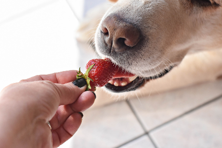 dog strawberry