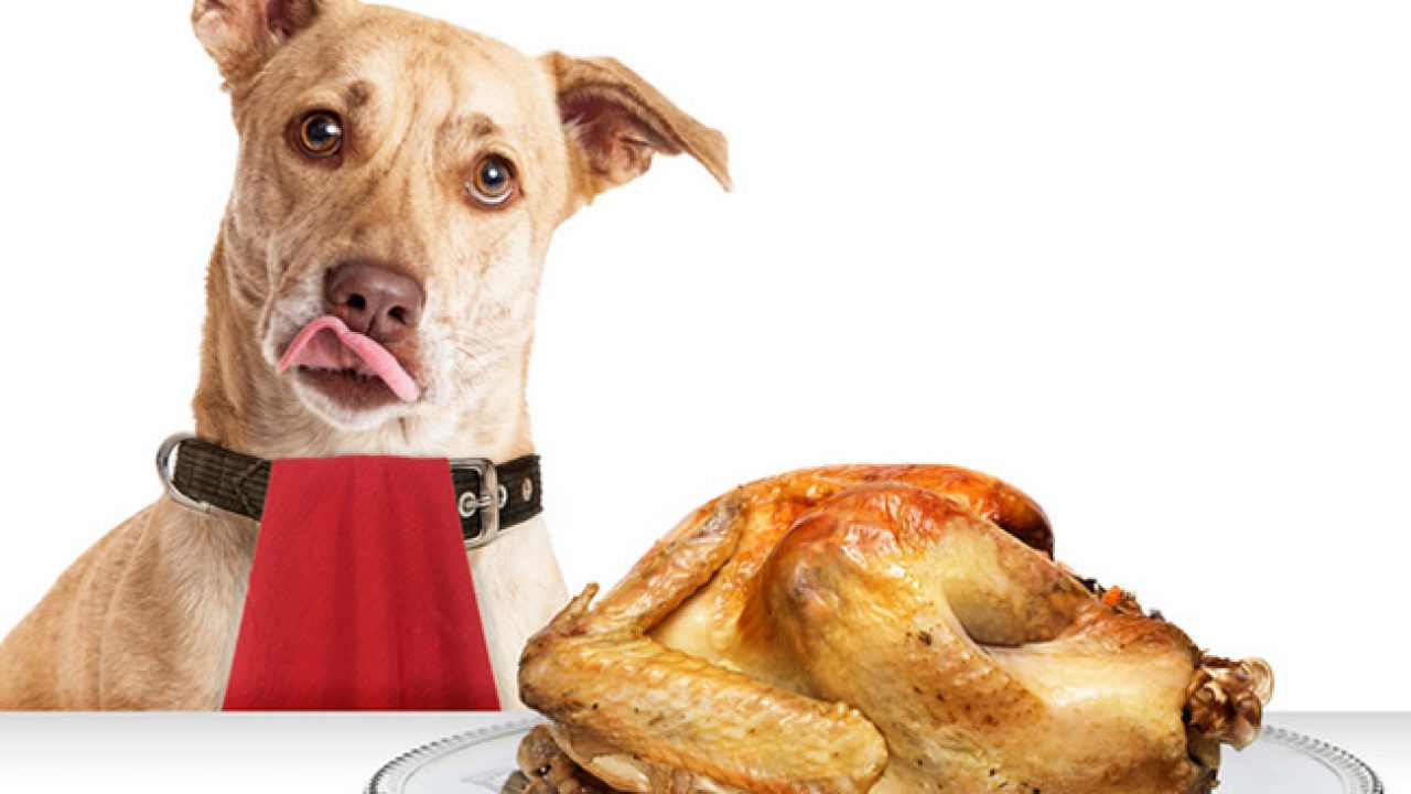 Can Dogs Eat Turkey Healthy Paws