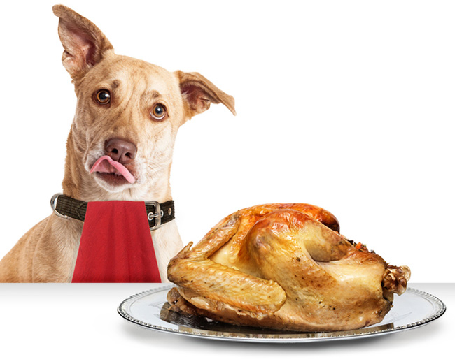 Dog with a cooked turkey
