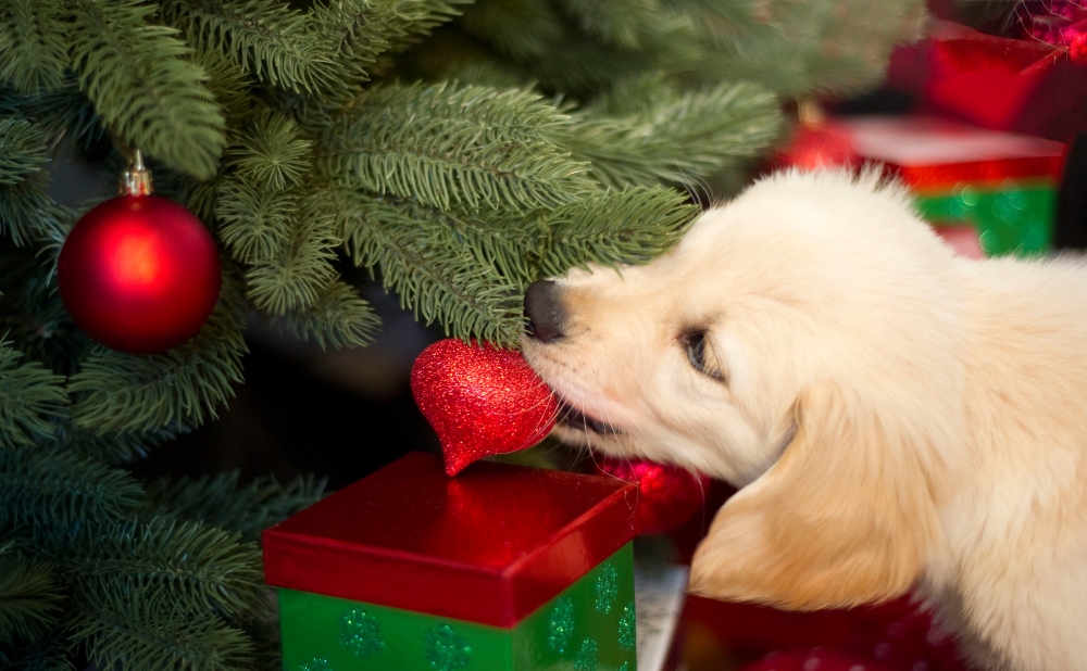 puppy chewing on christmas tree