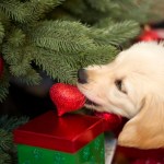 puppy chewing on christmas tree