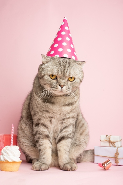 cat birthday pink party hat