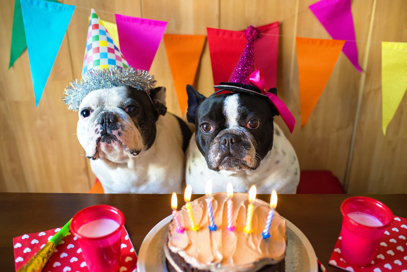 two dogs birthday party and cake