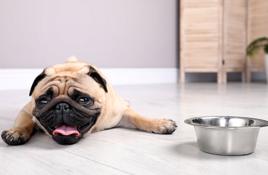 Hot pug with water dish