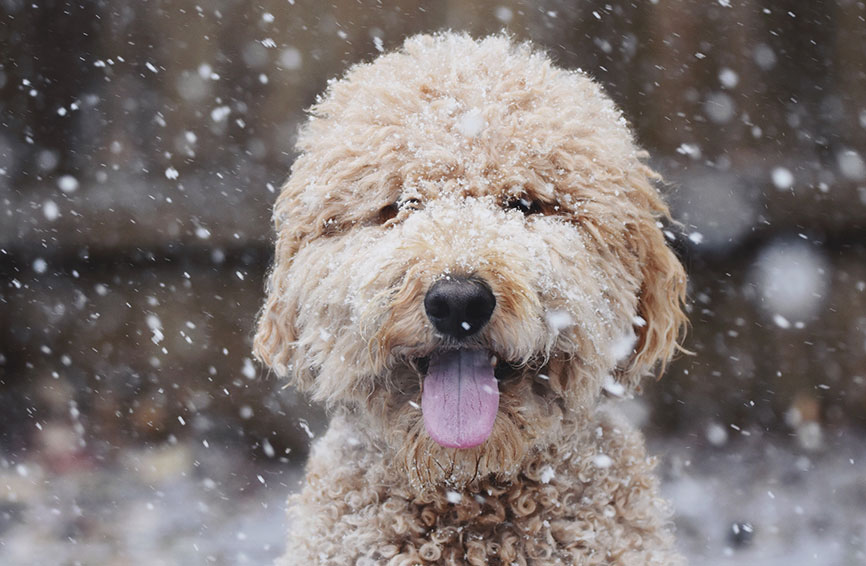 Happy doodle in the snow.