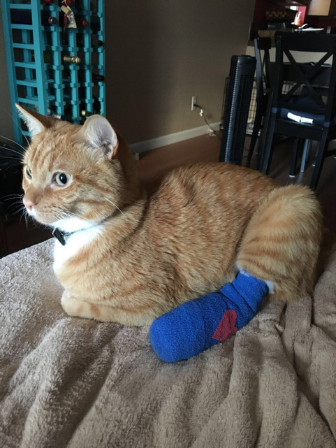 orange cat with leg cast