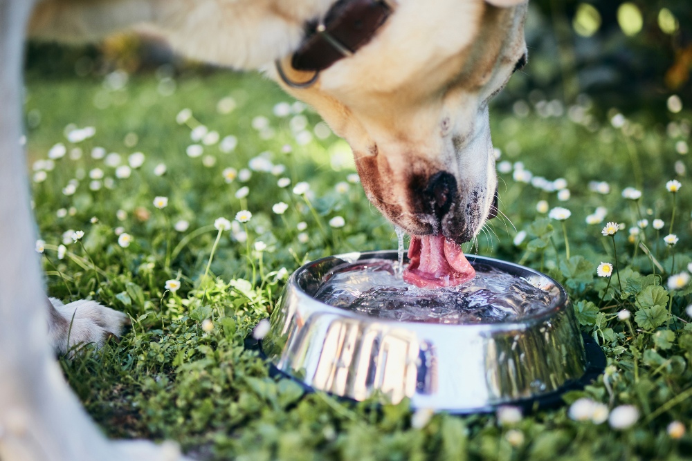 dog drinking water outside in the grass