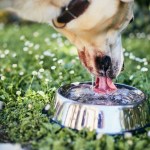 dog drinking water outside in the grass