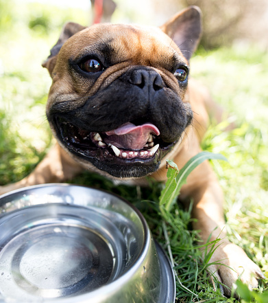 French bulldog puppy drinking from metal bowl