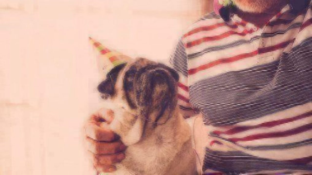 pug wearing party hat looking at man
