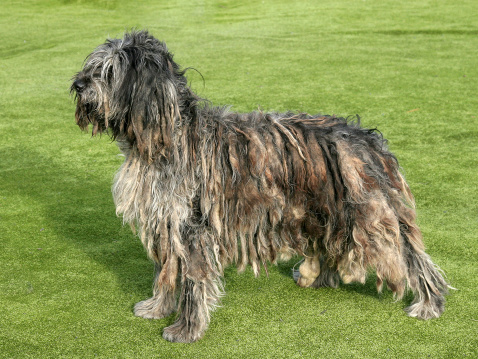 Bergamasco shepherd dog with dreadlocks