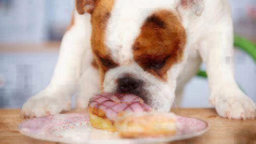 can dogs eat sugar