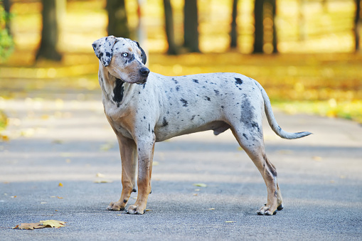Spotted Catahoula Cur leopard dog