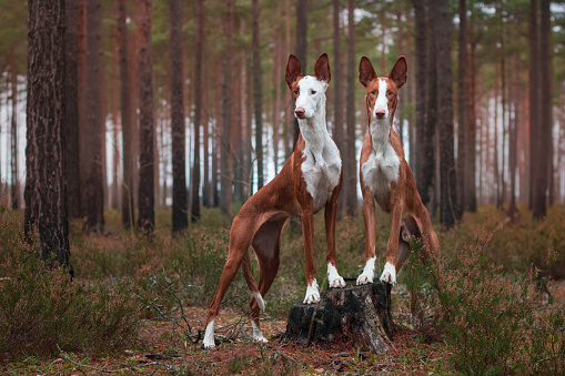 Brown and white Ibizan hound dogs