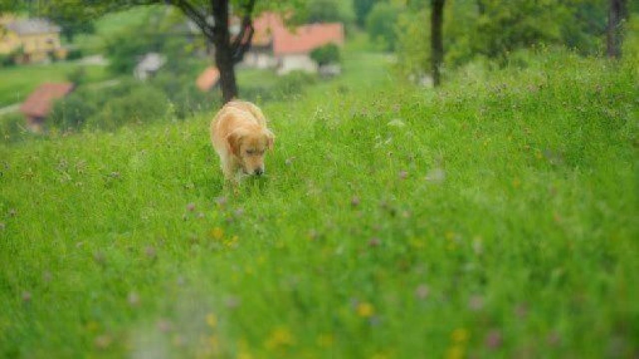 dog wandering through grass