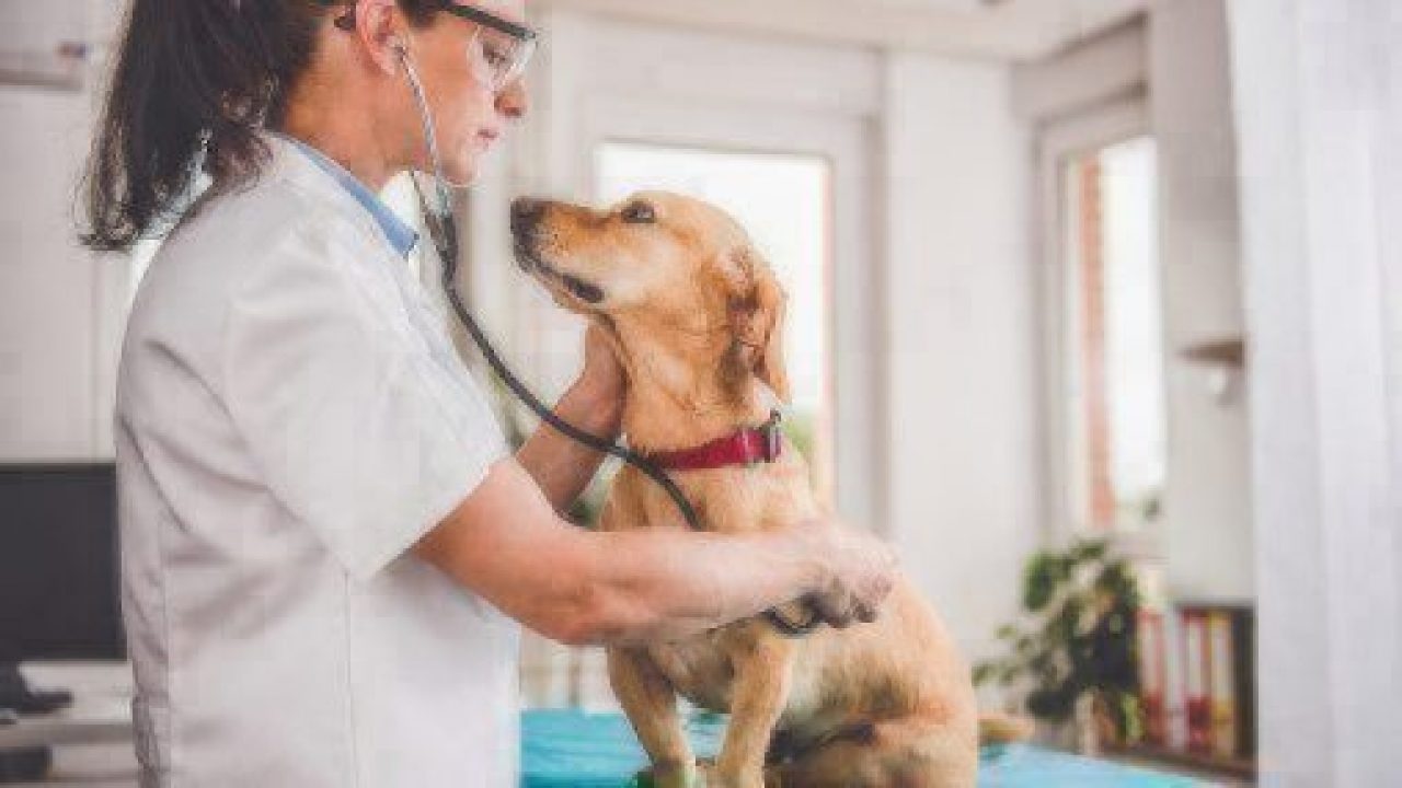veterinarian with tan dog