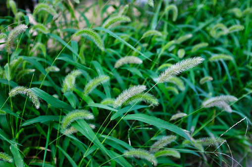 foxtail grass seeds