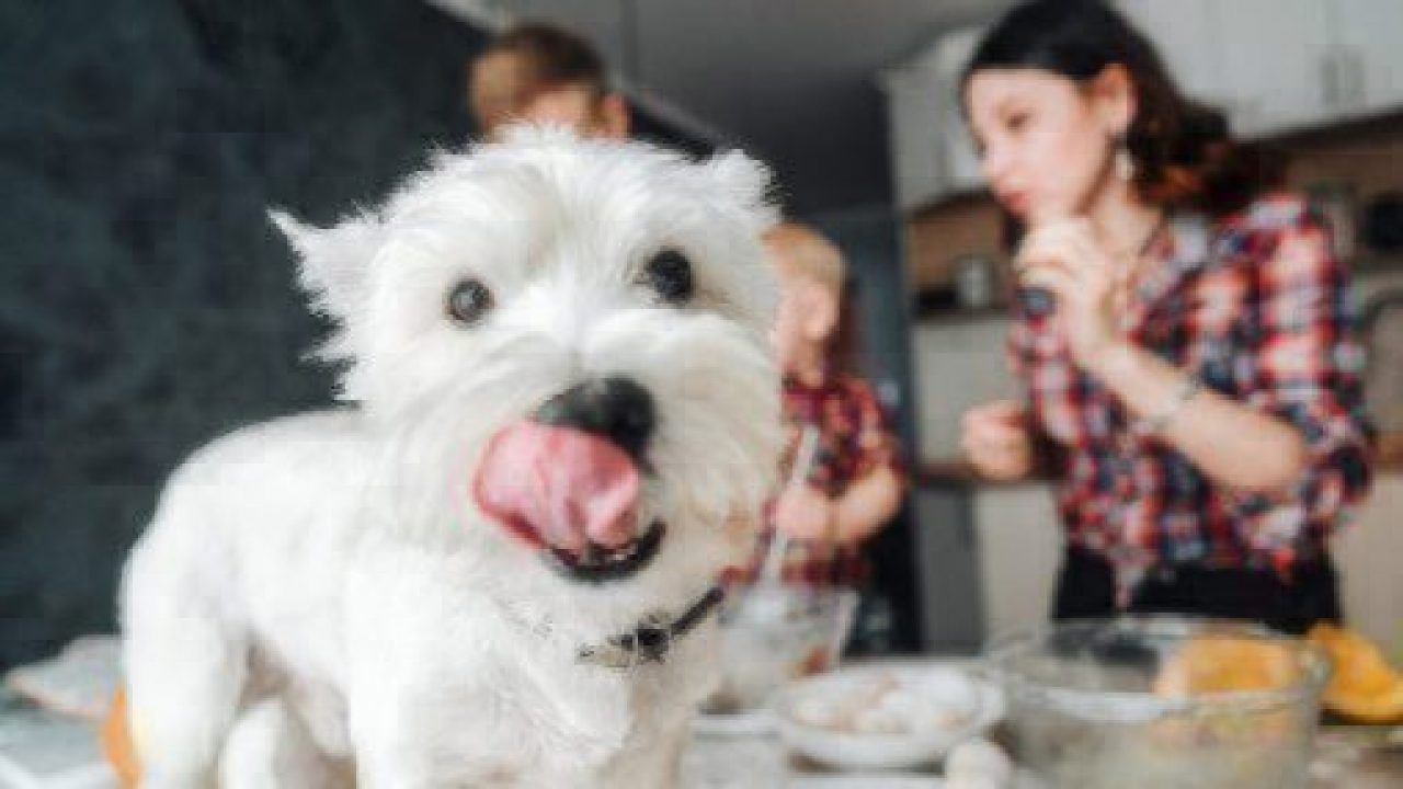 Can Dogs Eat Salt? | Healthy Paws