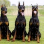 three doberman pinscher dogs